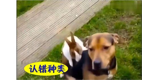 兔子吃瓜不,探寻植物与动物共生的奇妙故事